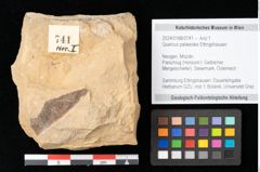 Foto (Objekt + Etikett) von Quercus palaeoilex Ettingshausen (NHMW-GEO-2024-0188-0741)